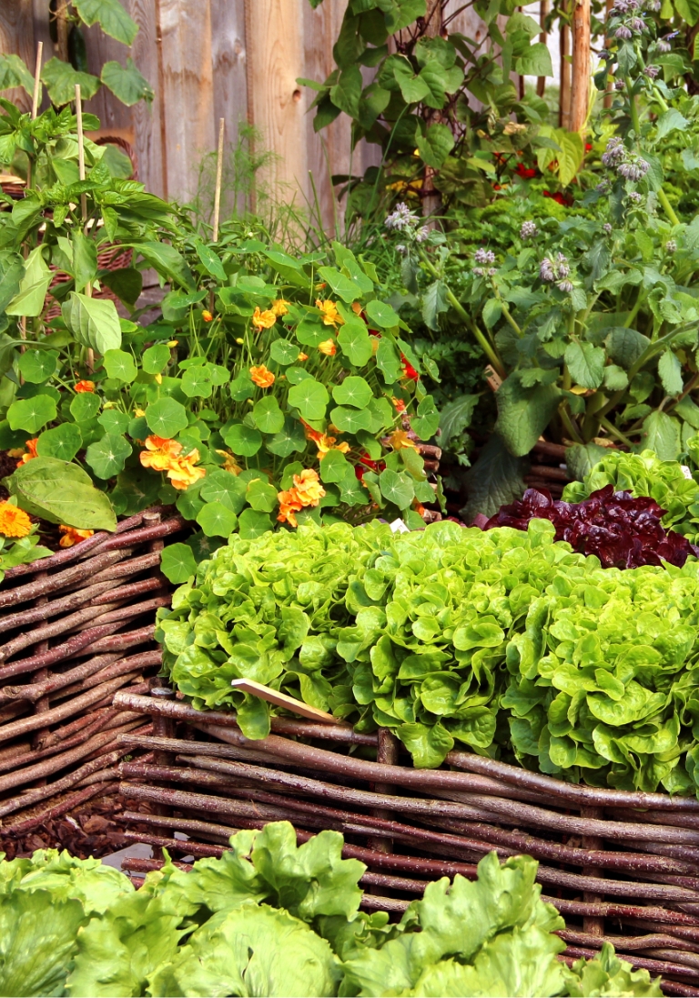 Vue sur un potager et des fleurs