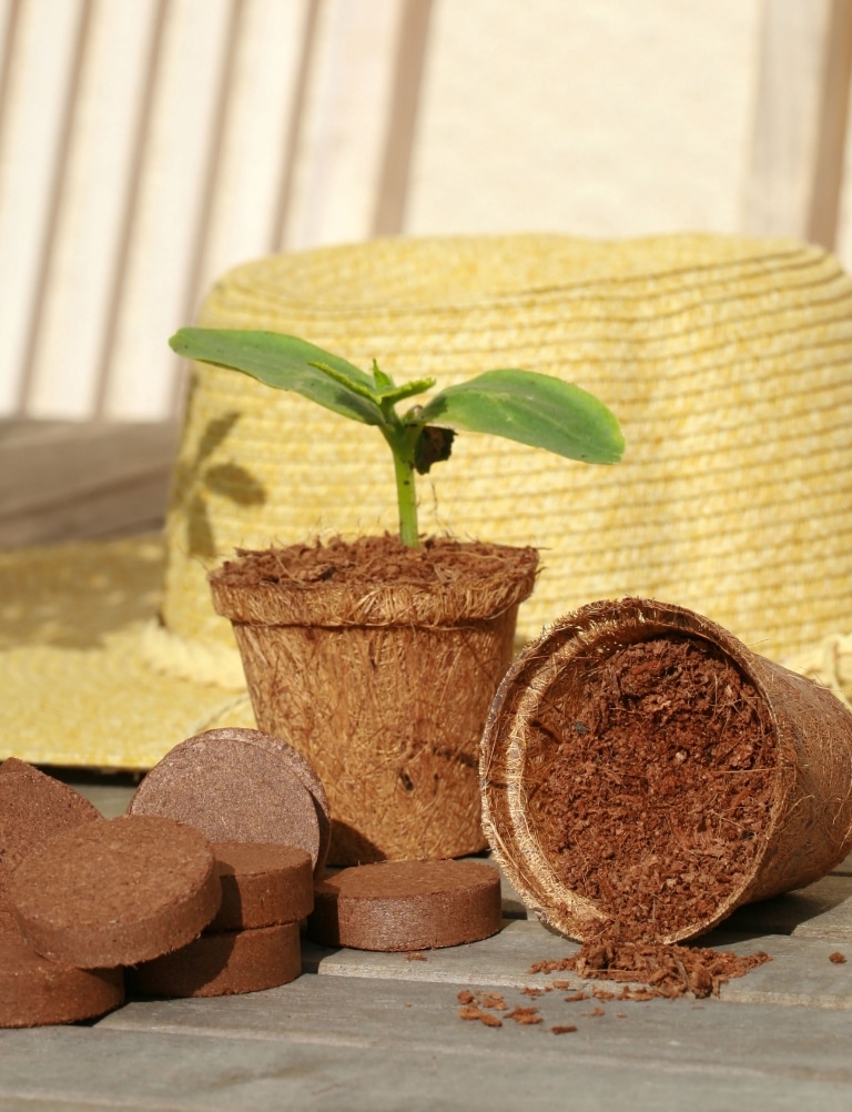 Godets coco avec une plantule