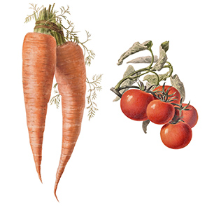 Aquarelle de carottes et de tomates