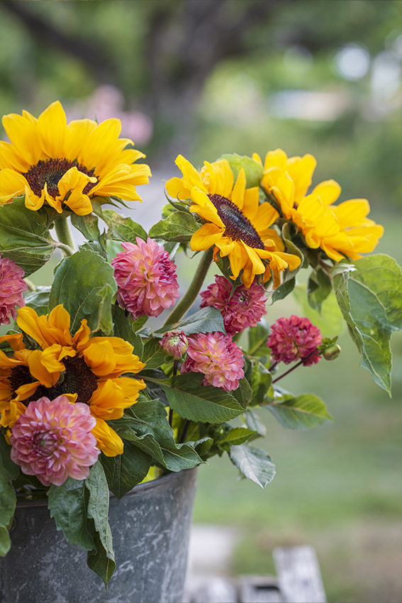 Vue sur un bouquet de dahlias et de tournesols