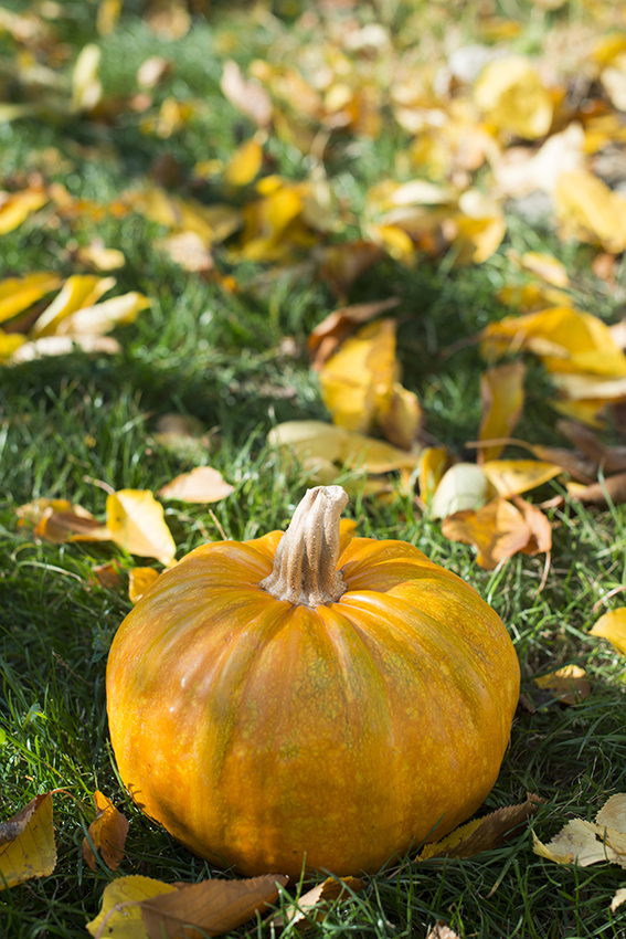 Vue sur une citrouille jaune dans un jardin d'automne