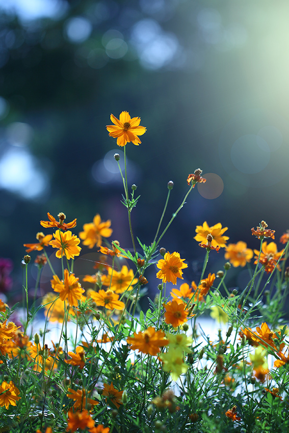 Vue sur des cosmos bipenné