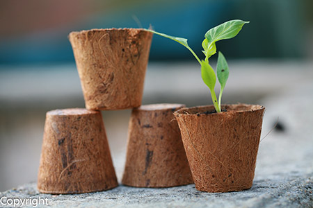 Des godes en fibre de coco avec une plantule