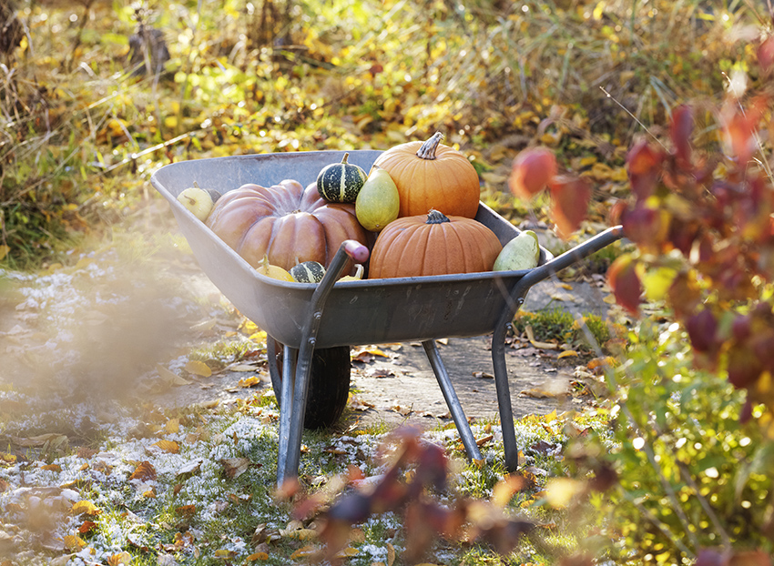 Dans un jardin, une brouette avec une récolte de courges en automne