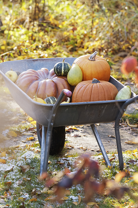 Dans un jardin, une brouette avec une récolte de courges en automne