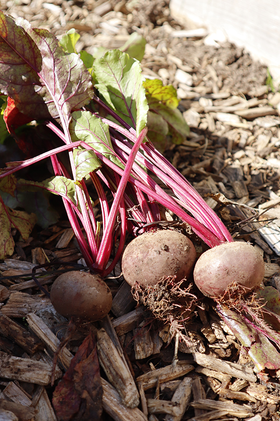 Vue sur une récolte de betteraves dans un potager