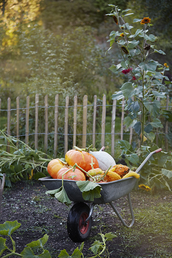 Dans un jardin, une brouette avec une récolte de courges en automne