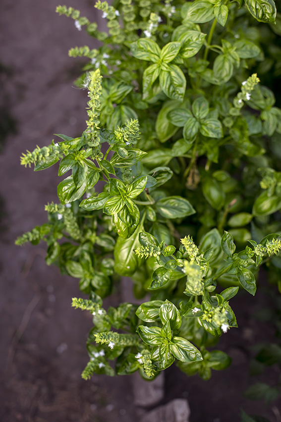 Vue sur du basilic dans un jardin