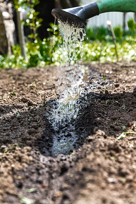 Arroser le sol à partir de l'arrosoir. Gros plan, concept de jardinage, travaux de jardinage.