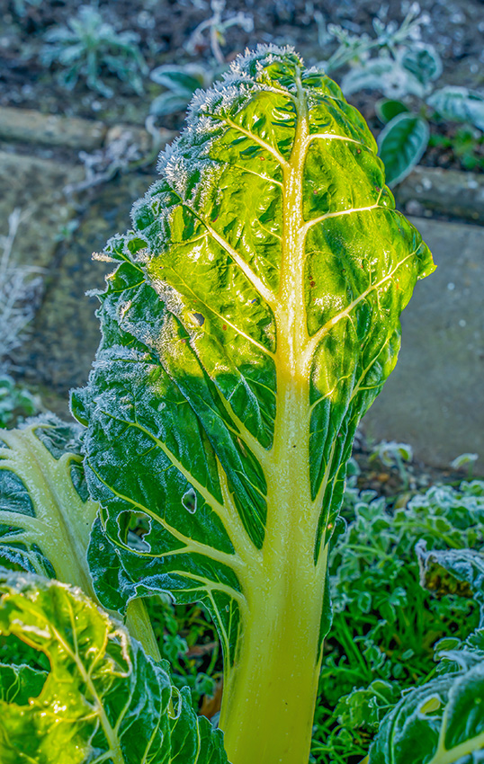 Gros plan d'une feuille de bette à carde dans un jardin (Beta Vulgaris Vulgaris) en hiver aux Pays-Bas