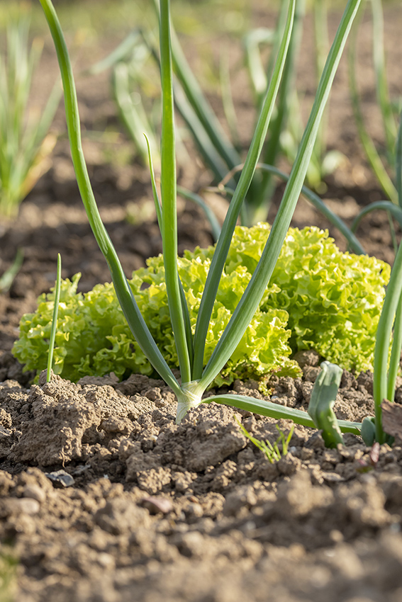 Gros plan sur des oignons de printemps frais poussant dans le jardin