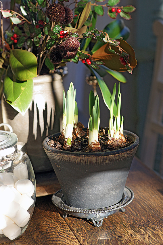 Les Narcisses de Noël en pot antique sont ensoleillés et prêts à offrir leurs fleurs blanches parfumées à temps pour Noël.