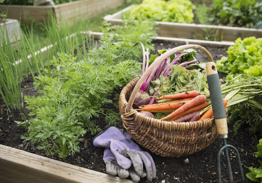 Un panier est posé sur un carré potager. Il est rempli de carottes, betteraves et d’une laitue fraîchement récoltées. Des gants et une griffe sont posés à côté.