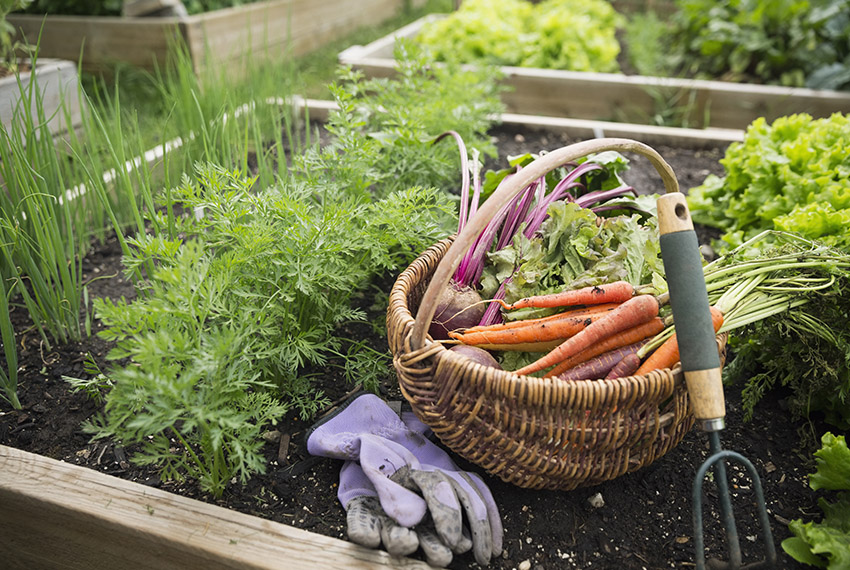 Un panier est posé sur un carré potager. Il est rempli de carottes, betteraves et d’une laitue fraîchement récoltées. Des gants et une griffe sont posés à côté.