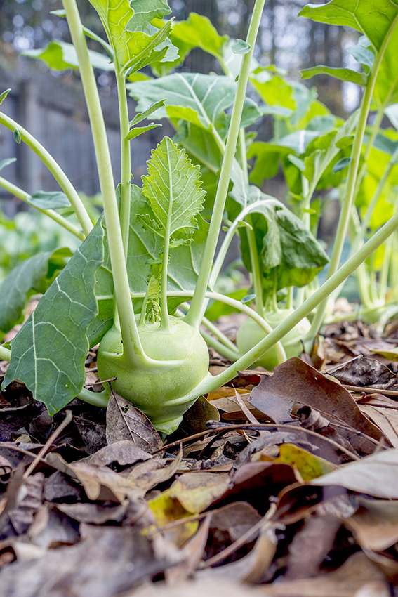 Image orientée verticalement d'une rangée de choux-raves dans le jardin, avec le légume de devant au centre et la mise au point diminuant vers le bas de la rangée. Le sol est recouvert de feuilles brunes.