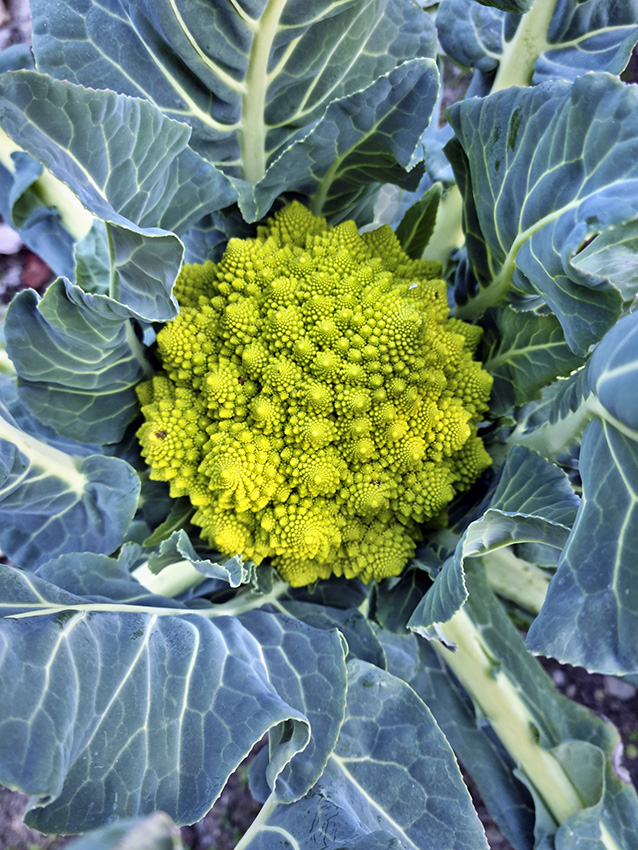 Détail du chou romain (brocoli romanesco ou chou-fleur roman), en italien « Cavolo Romanesco », bouton de fleur comestible de l'espèce Brassica oleracea, vu dans un jardin potager sur la rive du lac Majeur à Cannobio, région du Piémont, Italie du Nord.