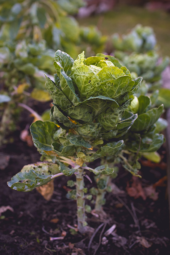 Les choux de Bruxelles poussent dans un potager