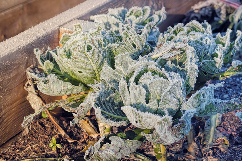 Vue sur des choux gelés dans un potager