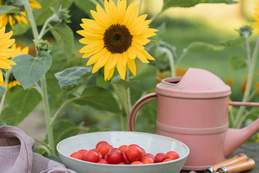 Une assiette de tomates cerises posée à côté d'une tournesol et d'un arrosoir dans un jardin