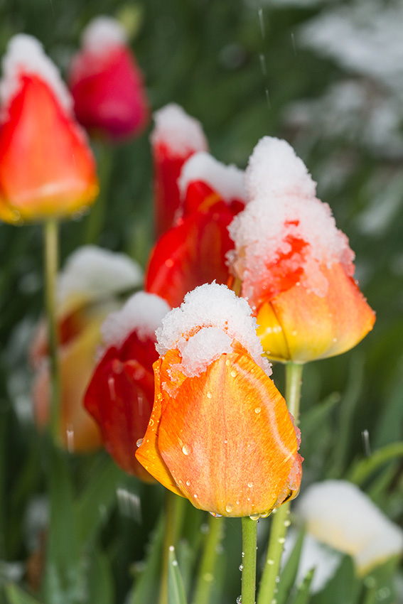 Gros plan sur des tulipes orangées et rouges recouvertes de neige