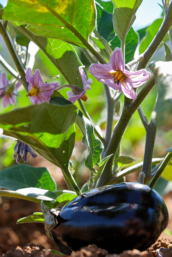 Aubergine et fleur d'aubergine sur la plante dans le jardin