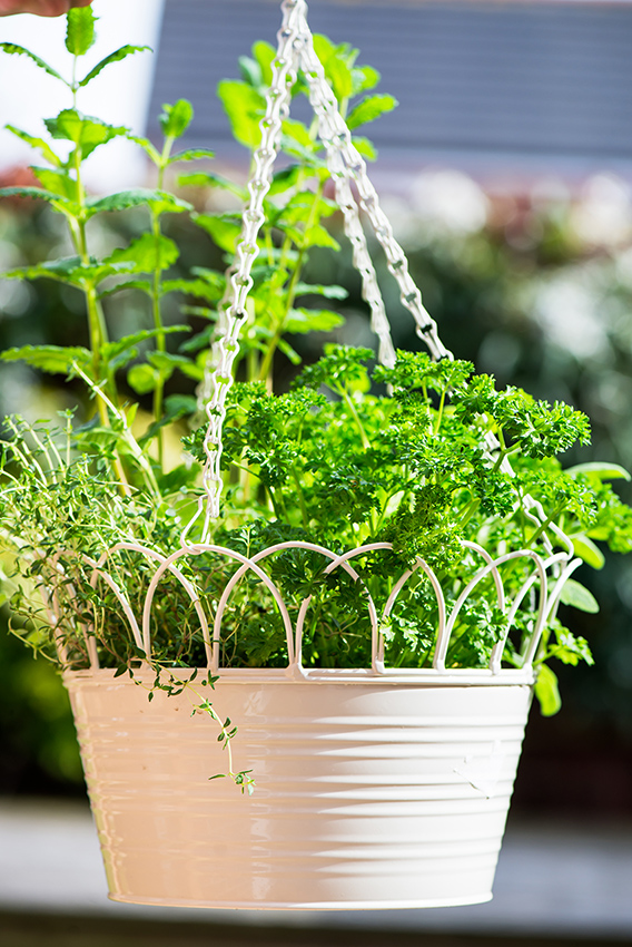 Herbes fraîches dans un panier suspendu pour l'extérieur. Contient le persil, la marjolaine, la sauge, le thym et la menthe.