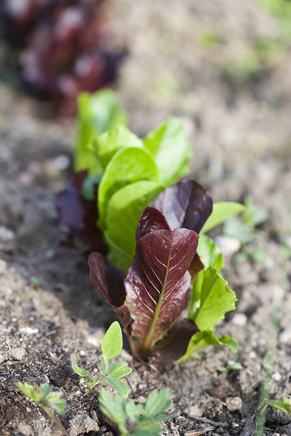 Gros plan sur des feuilles de salade poussant en rangée dans un champ