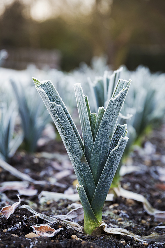 Gros plan sur des poireaux poussant dans le jardin en hiver au Manoir aux Quat'Saisons, Oxfordshire.