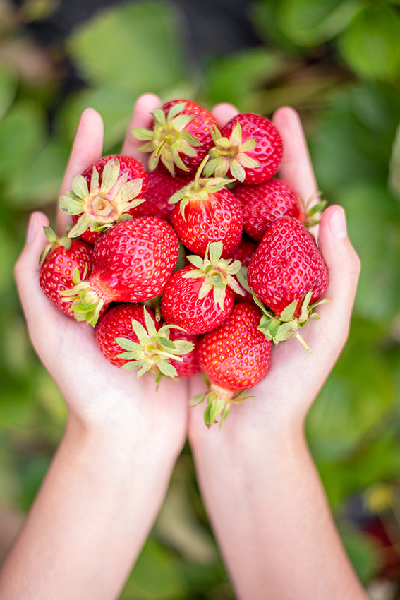 Mains féminines tenant une poignée de fraises gros plan