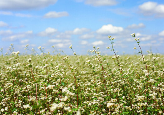 Devant un ciel bleu ennuagé s’étend un champ de sarrasin en fleurs. Les tiges sont grandes et parsemées de longues feuilles vertes et de petites fleurs blanches et cotonneuses.