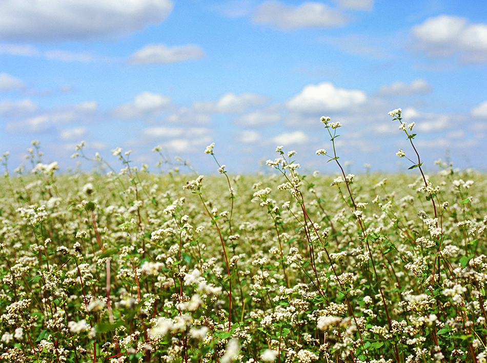 Devant un ciel bleu ennuagé s’étend un champ de sarrasin en fleurs. Les tiges sont grandes et parsemées de longues feuilles vertes et de petites fleurs blanches et cotonneuses.