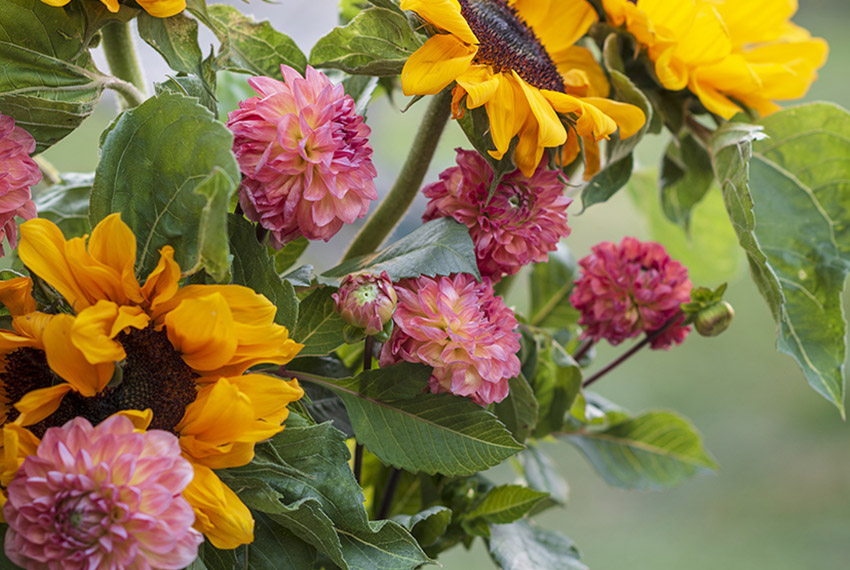 Un bouquet de dahlias et de tournesols