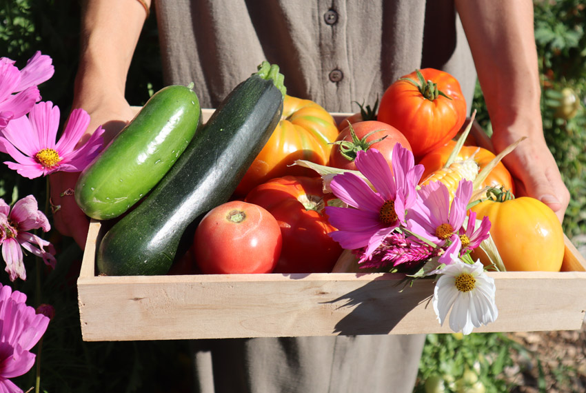 Une personne tient une cagette de légumes, courgettes, tomates ainsi que des fleurs.