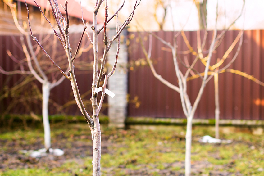 Un arbre fruitier dans un jardin d'hiver