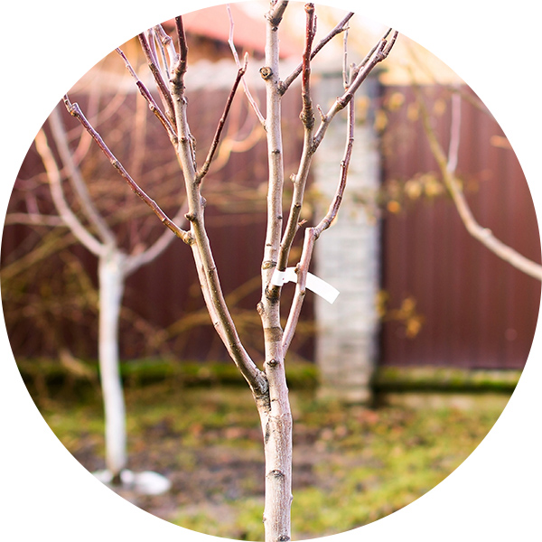 Un arbre fruitier dans un jardin d'hiver