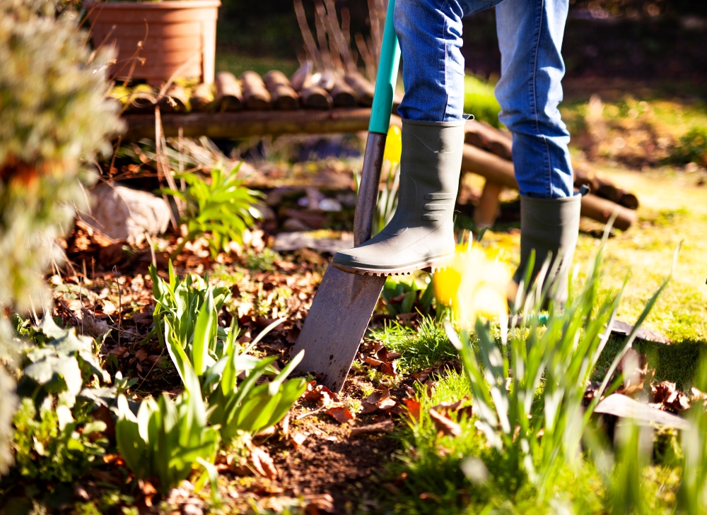 Que semer et repiquer en automne au potager ?