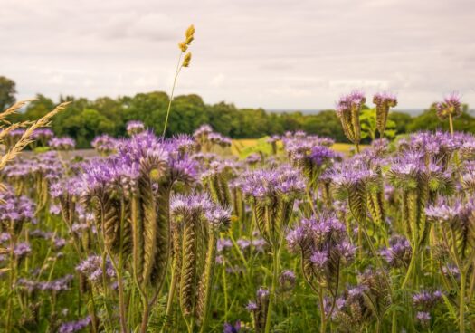 De nombreuses grappes de fleurs de phacélie s'étendent à perte de vue dans un champ.