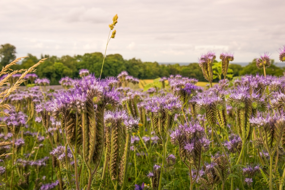 De nombreuses grappes de fleurs de phacélie s'étendent à perte de vue dans un champ.