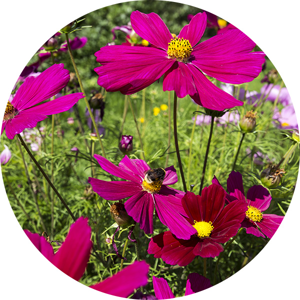 Cosmos fleurs roses en été