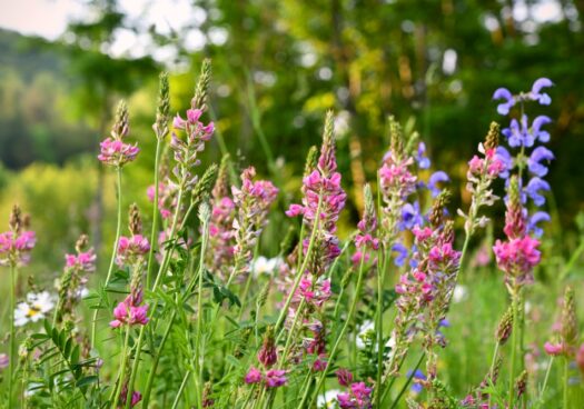 Image d’un champ composé de plants d’engrais verts : sainfoin, vesce et trèfle. Les fleurs de ces plantes sont roses, violettes et blanches.