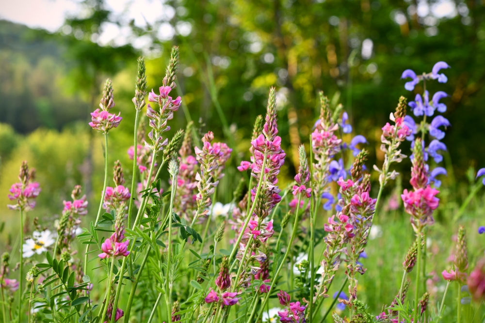 Image d’un champ composé de plants d’engrais verts : sainfoin, vesce et trèfle. Les fleurs de ces plantes sont roses, violettes et blanches.