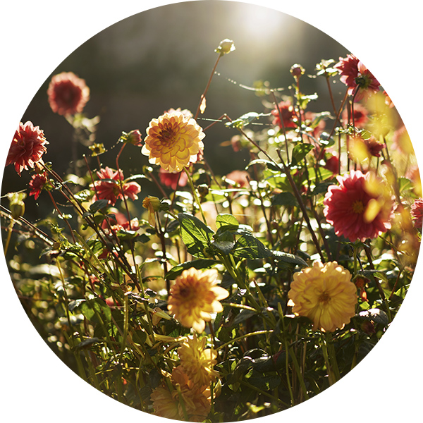 Dahlias orange en automne