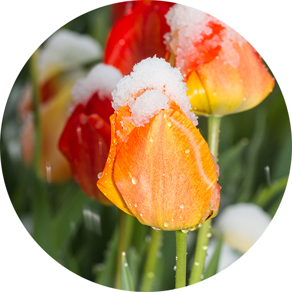 Gros plan sur des tulipes orangées et rouges recouvertes de neige