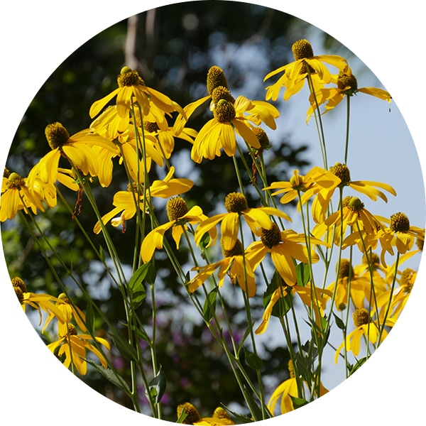 Vue sur des rudbeckias