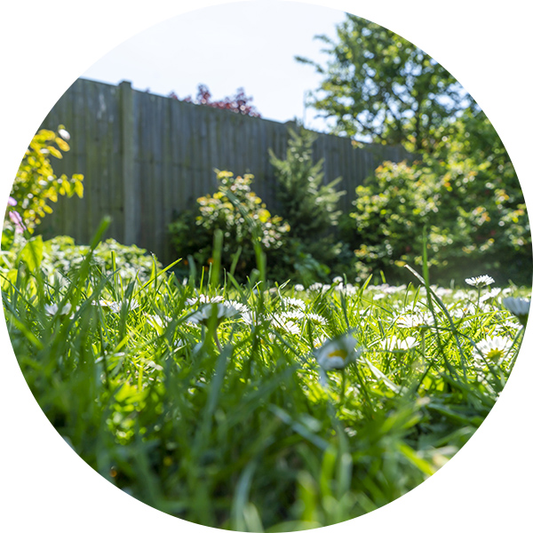 Gros plan sur une pelouse en été avec des marguerites