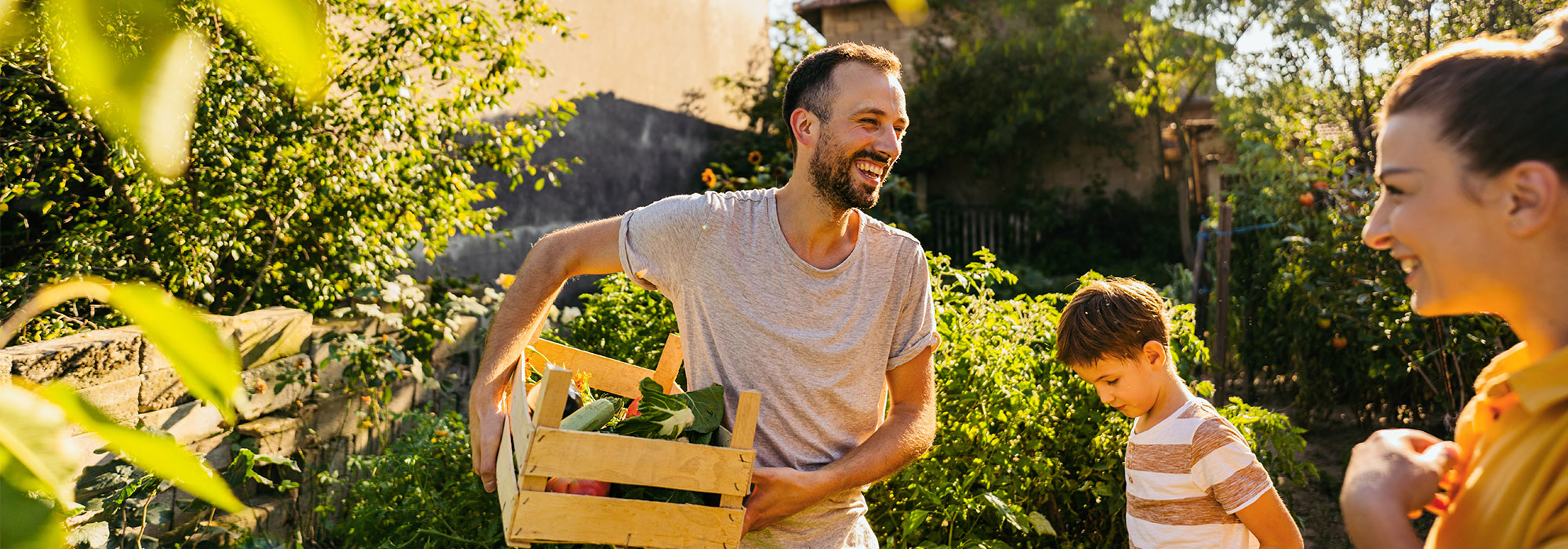 Famille qui récolte les légumes du jardin, un soir d'été.