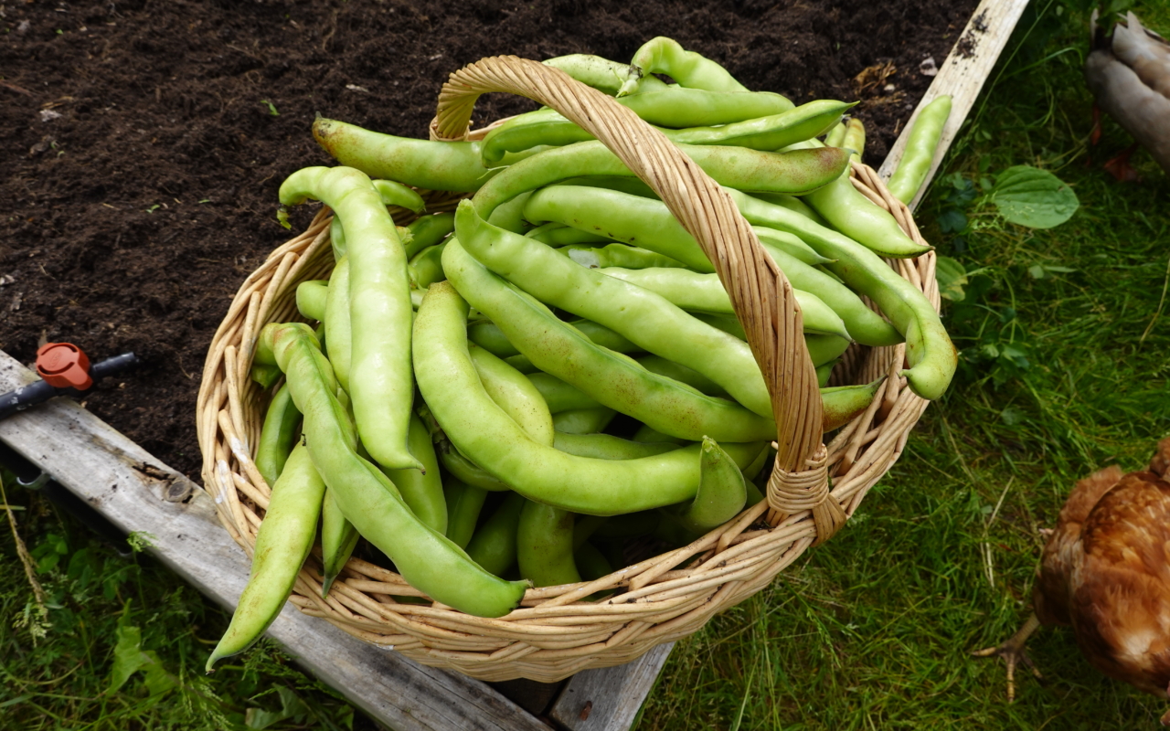 Semences Pour Gazon Prairie Universelle 1 Kg VILMORIN