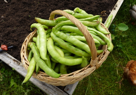 Un panier rempli à ras-bord de fèves est posé sur le coin d’un carré potager. La photo est prise de haut. Les cosses des fèves sont longues, vert clair et charnues.