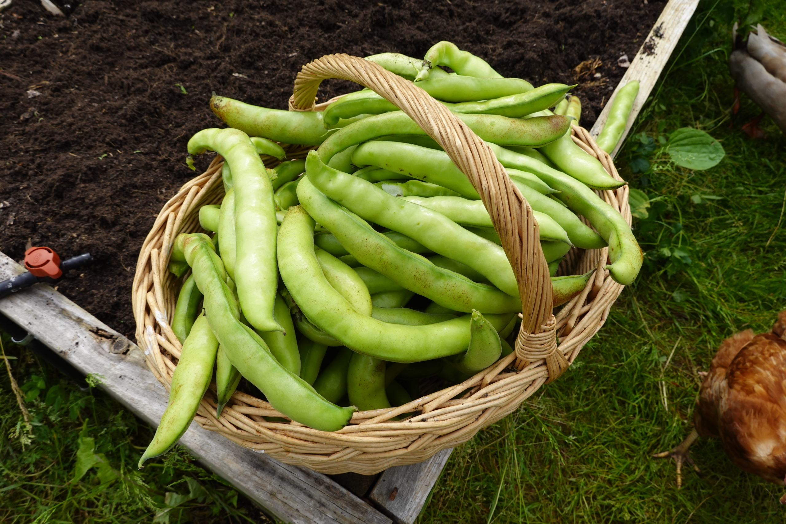 Un panier rempli à ras-bord de fèves est posé sur le coin d’un carré potager. La photo est prise de haut. Les cosses des fèves sont longues, vert clair et charnues.