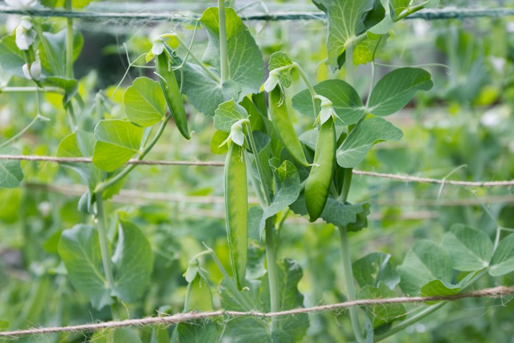 Photos de petits pois accompagnés d'un système de tuteurage. 